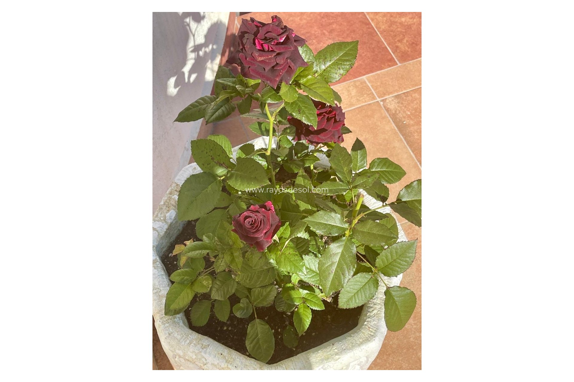 Herverkoop - Villa - Moraira - Benimeit