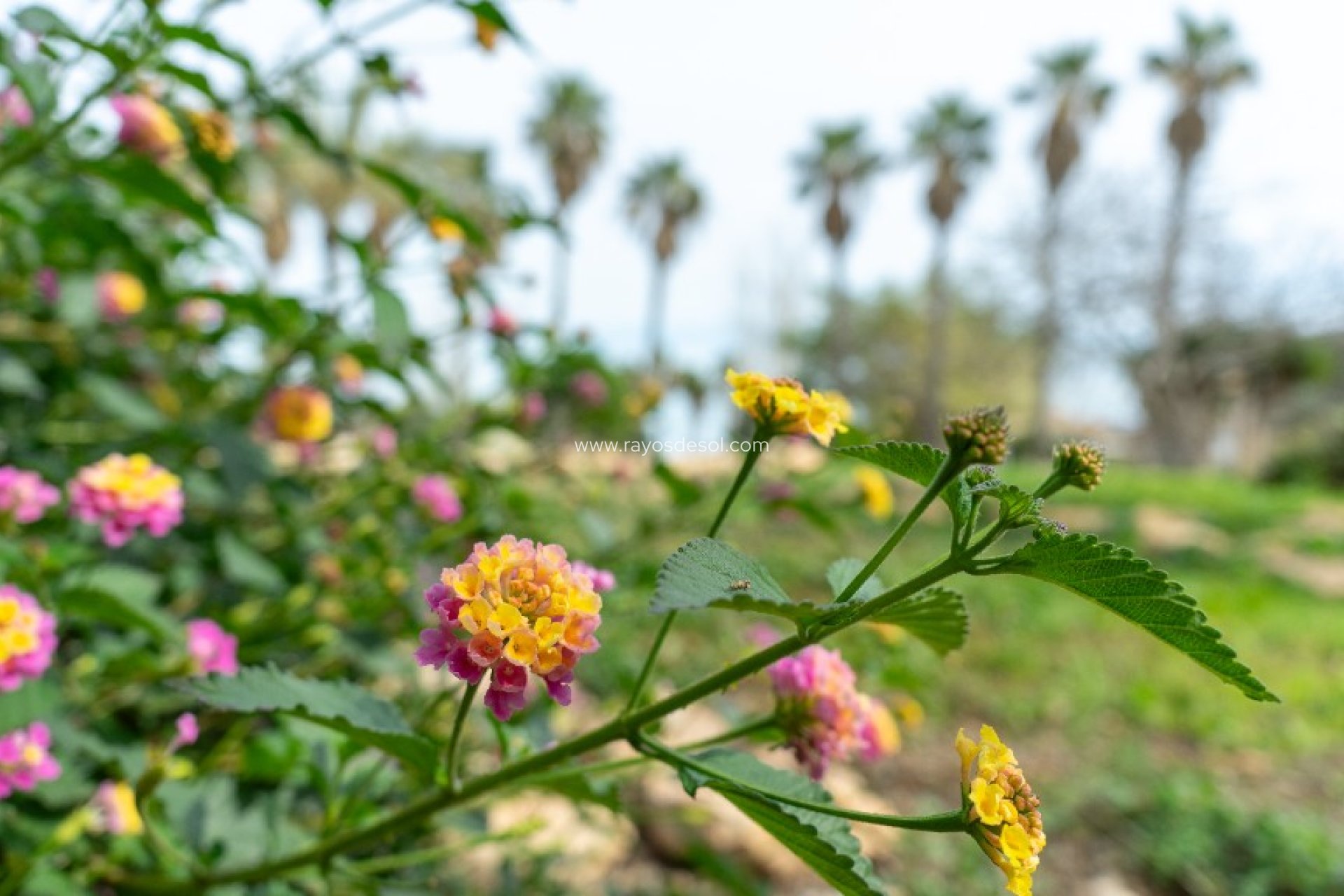 Herverkoop - Villa - Torrevieja - Los Altos