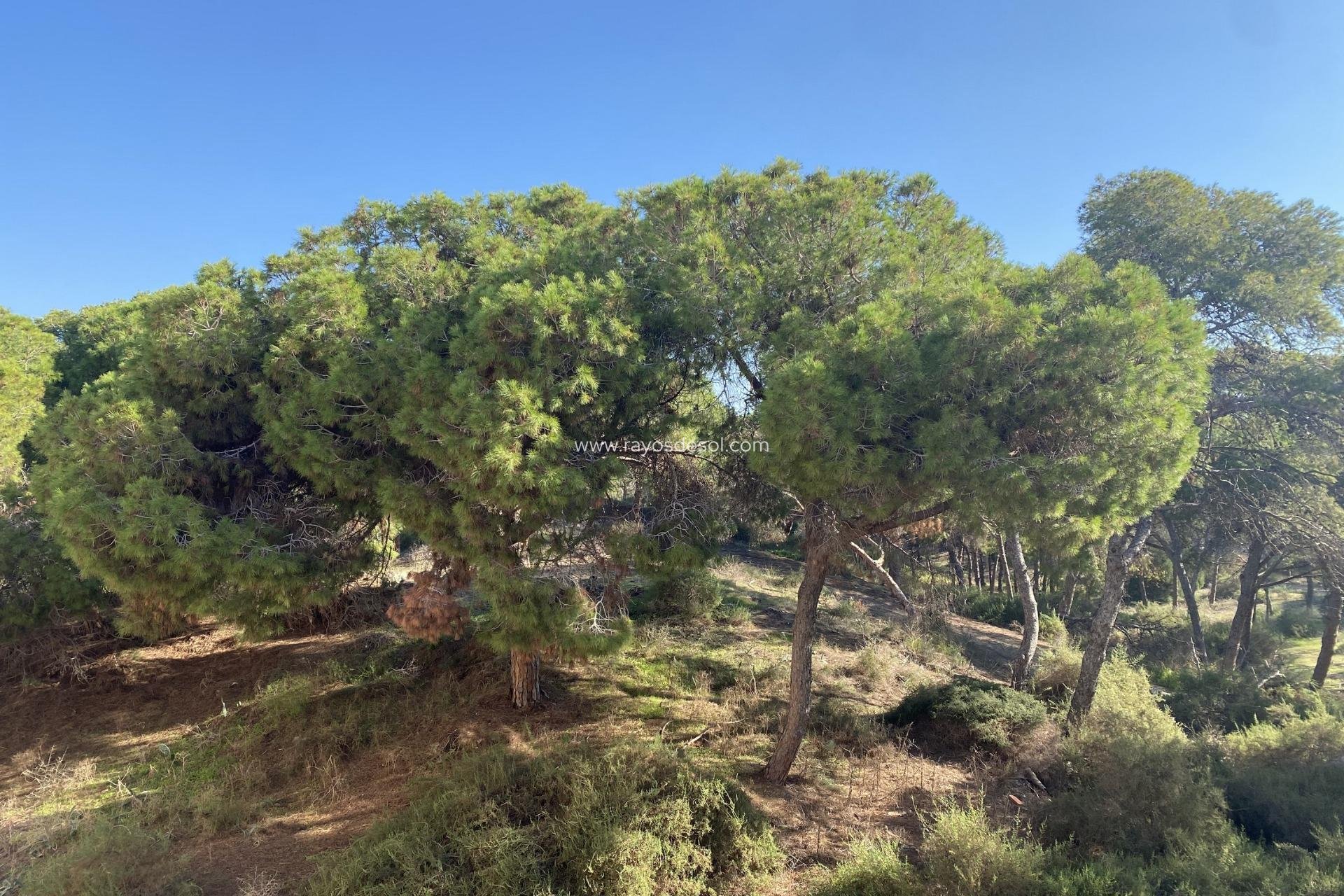 Nieuwbouw - Penthouse - Guardamar del Segura - Guardamar pueblo