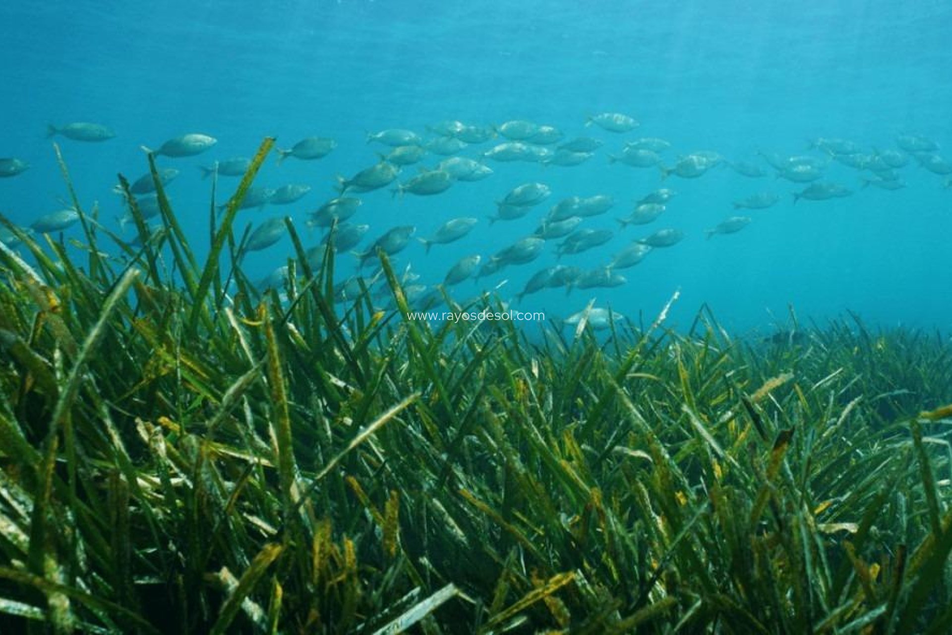 Obra nueva - Villa - Benissa