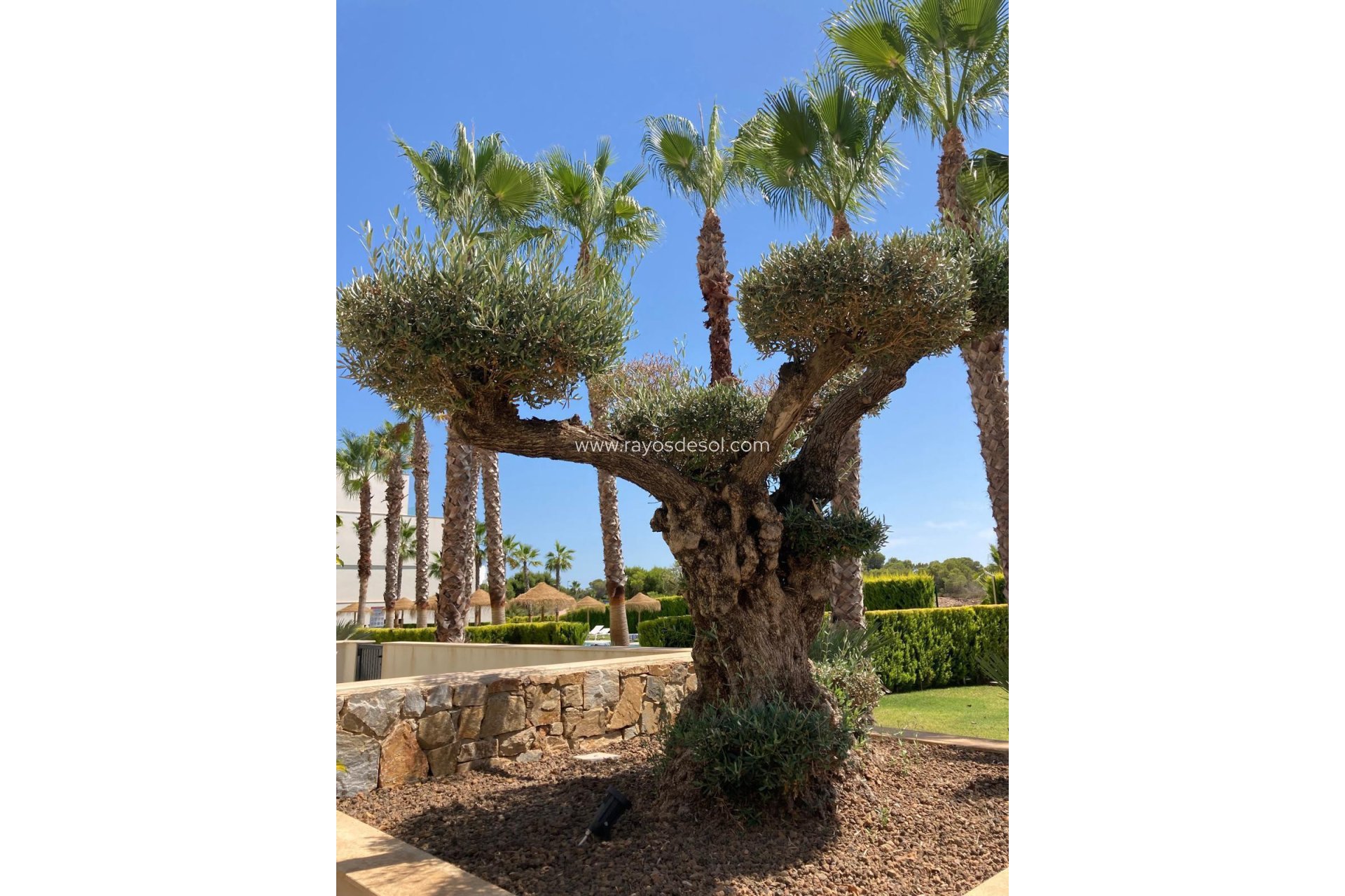 Resale - Apartment - Las Colinas Golf Resort - Las Colinas