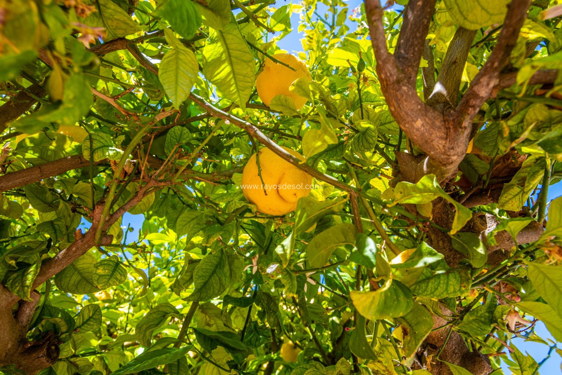 Resale - House - San Fulgencio - urb.la marina