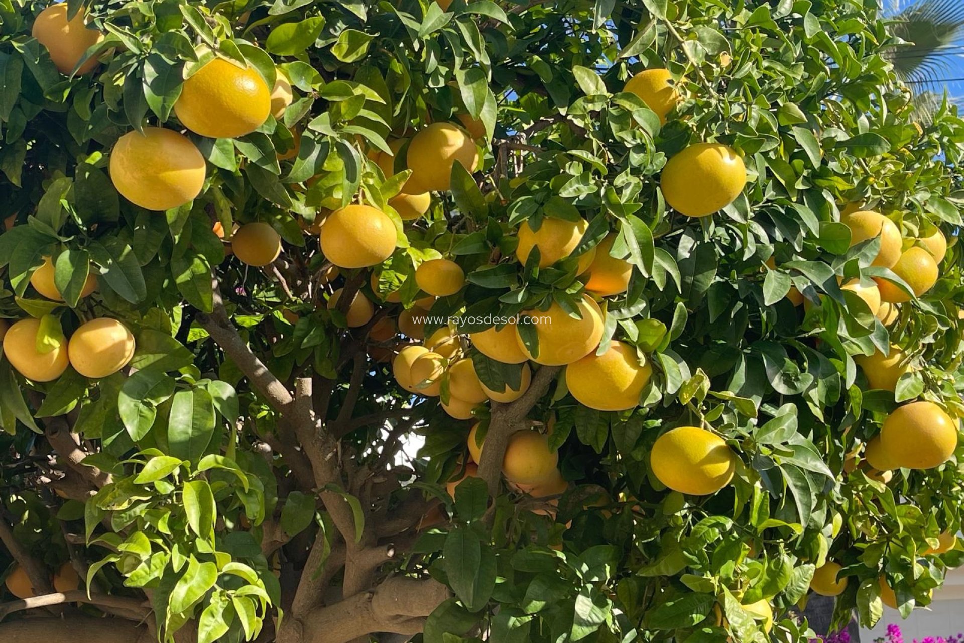 Resale - Villa - Moraira - Benimeit