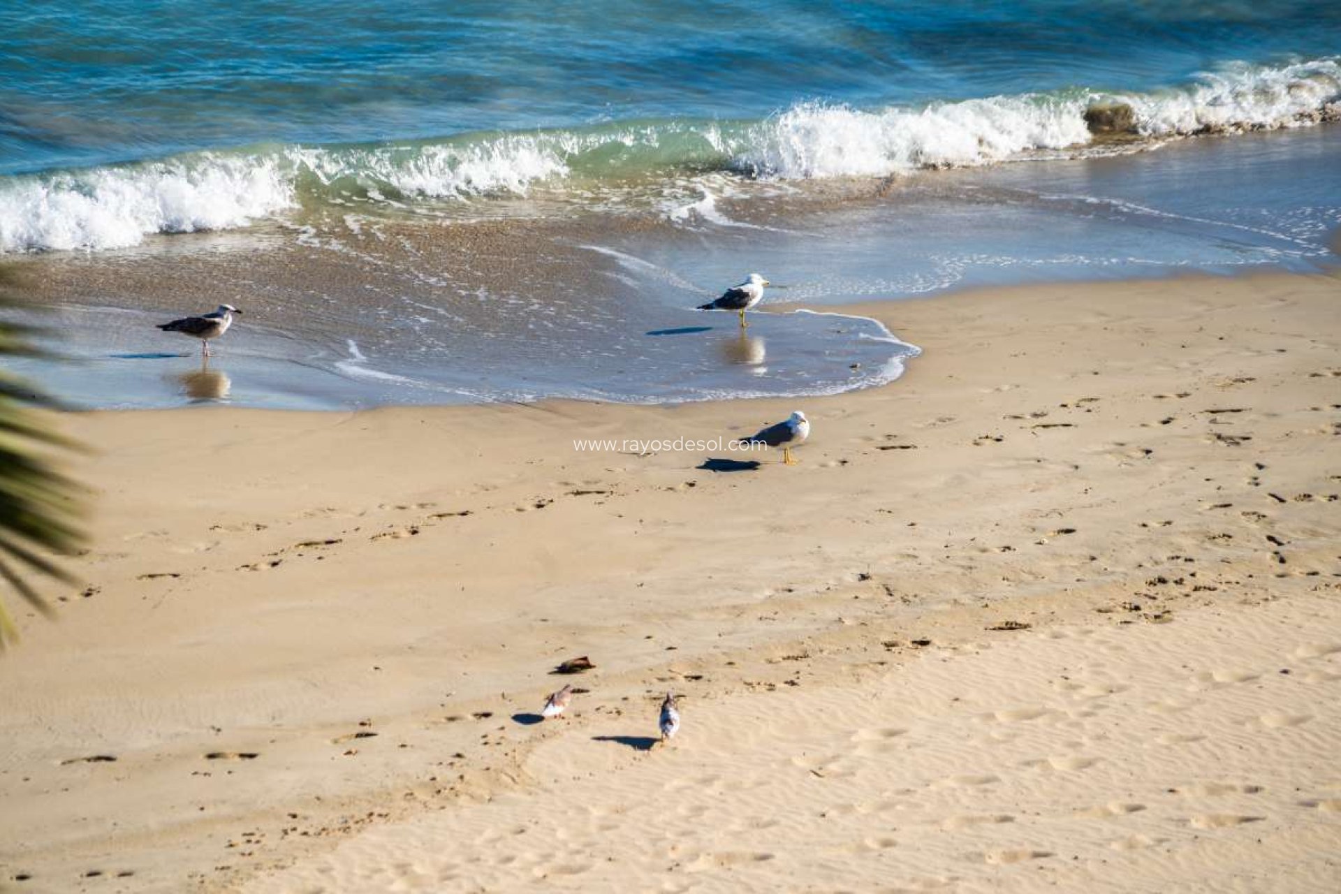 Reventa - Apartamento / piso - Calpe