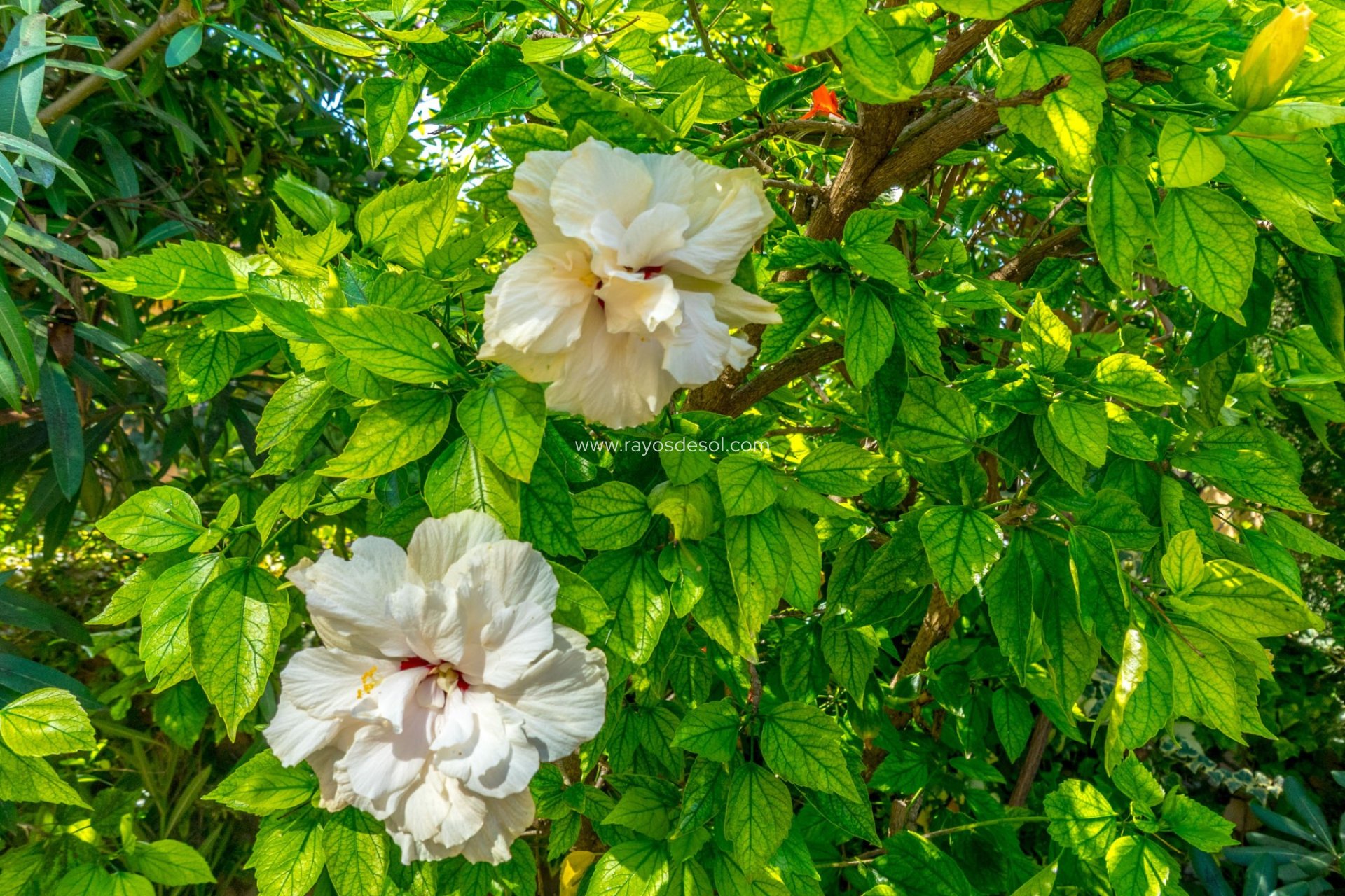 Reventa - Apartamento / piso - Torrevieja - Aguas Nuevas