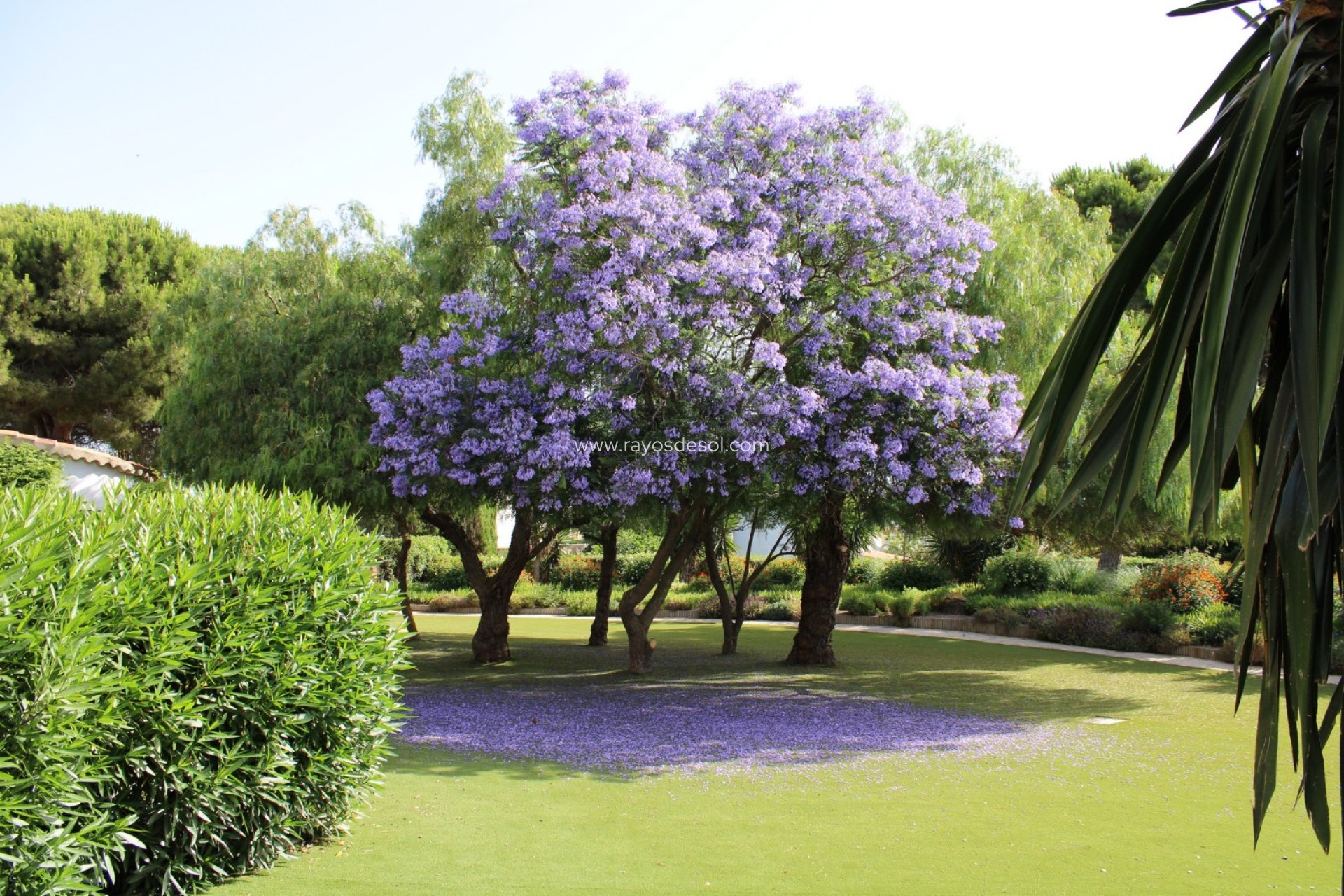 Reventa - Casa de campo - Finca - Benissa - Pedramala