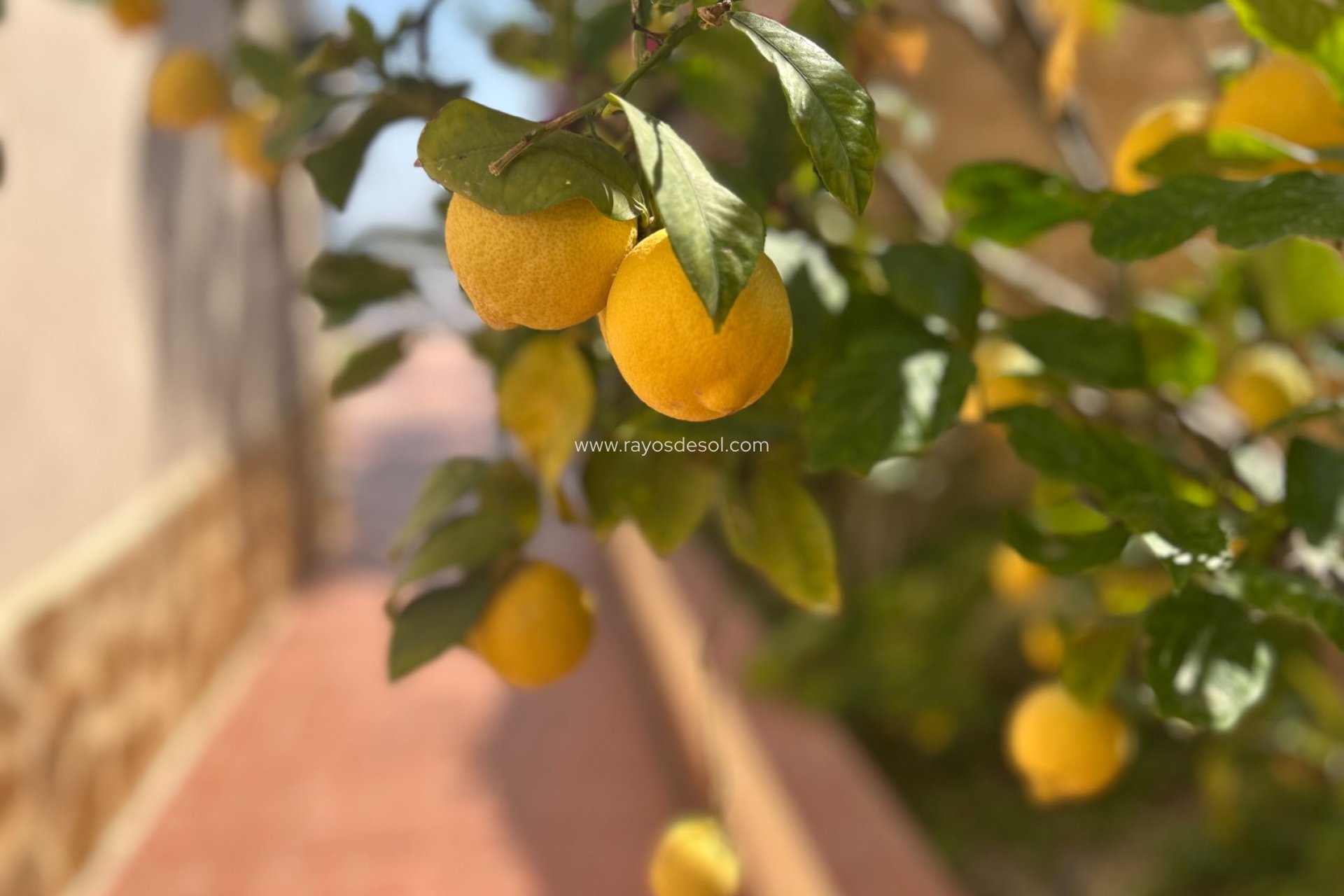 Reventa - Villa - Algorfa - Lomas de Juliana